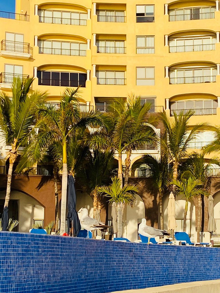 Gavias Grand Cerritos